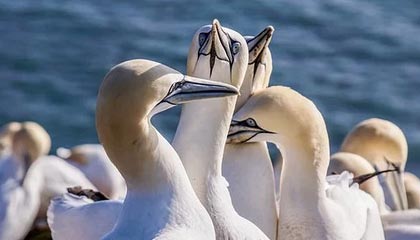 开云体育app-日本乒乓球队逆转波兰，张继科关键制胜引爆赛场热潮